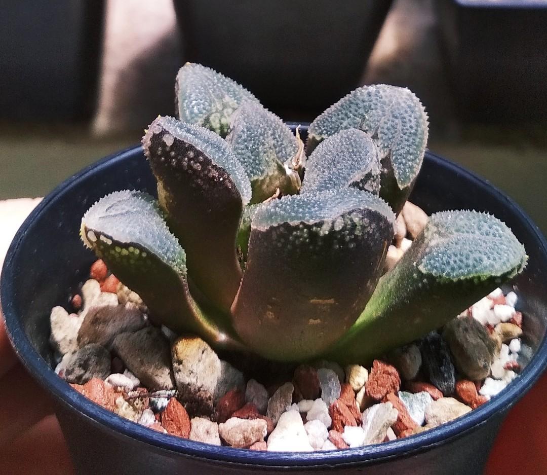Haworthia hybrid 'Ghost Crystal' 6cm pot, Furniture & Home Living