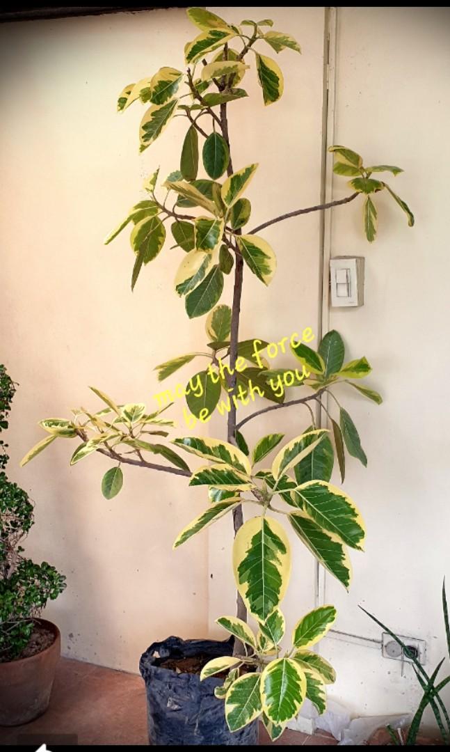 Lemon Lime Rubber Plant Add a Pop of Color to Your Home with This Easy