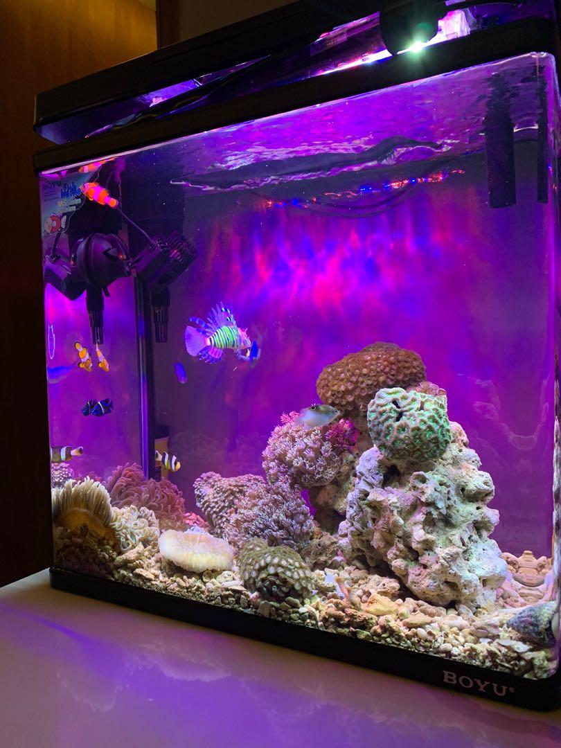 Aquarium Air Laut Perlengkapan Hewan Aksesoris Hewan Di Carousell Aquarium air laut set