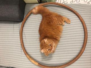 Hoolahoop
