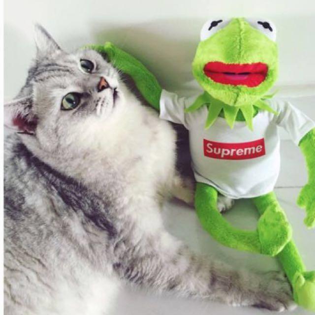 Kermit wearing online a supreme shirt