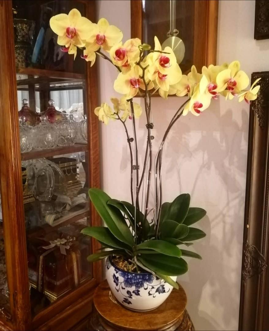 Orkid Hidup Home Furniture Gardening On Carousell