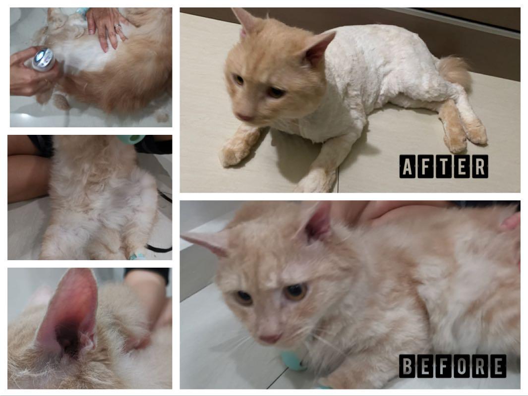 Mobile Cat Grooming Service Lifestyle Services Pet Care Services