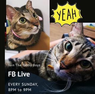 (Category: ) located in . Submitted by beegee.cats (Listing ID 1003990589, Image 1). Description: .