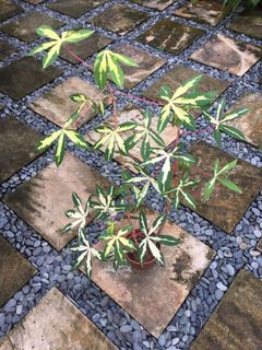 (Category: ) located in . Submitted by palmifron (Listing ID 1003933912, Image 1). Description: .