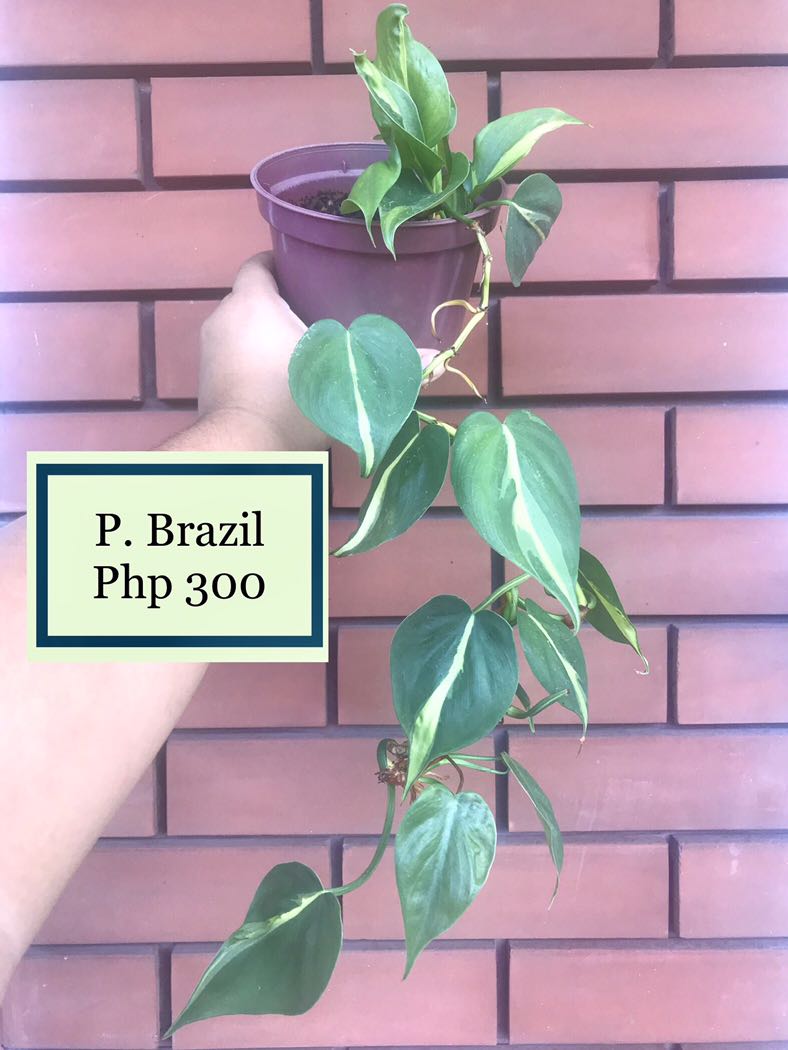Trailing plants: P. Brazil, peperomia hope, creeping charlie