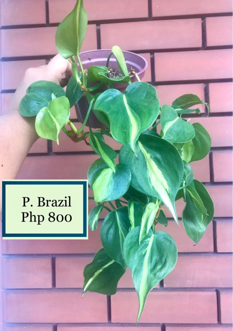 Trailing plants: P. Brazil, peperomia hope, creeping charlie
