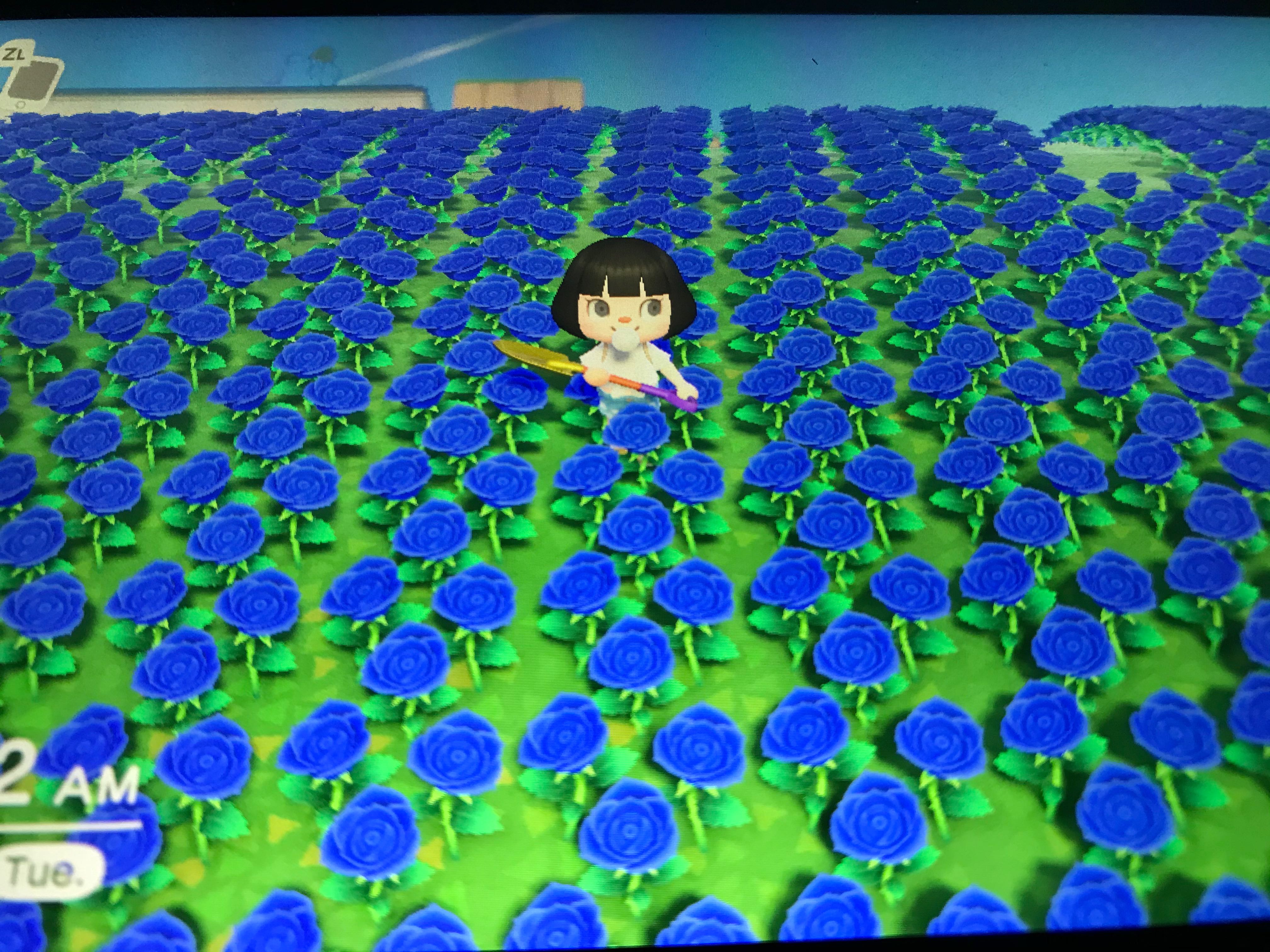 FLASH SALE ANIMAL CROSSING NEW HORIZONS BLUE AND BLACK ROSES OR PINK