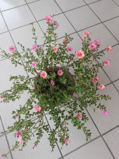 (Category: ) located in . Submitted by sumandakflower (Listing ID 1007535003, Image 1). Description: .