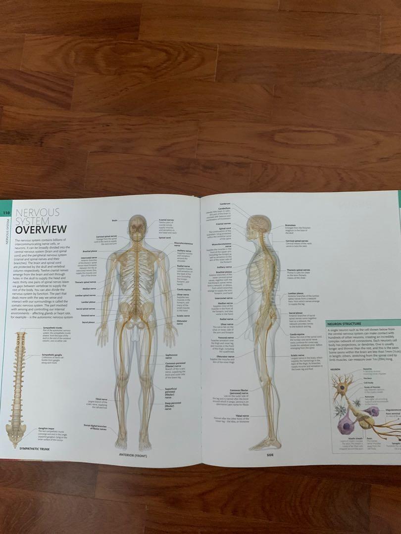Human Anatomy Definitive Visual Guide Books Stationery Non Biology Diagrams