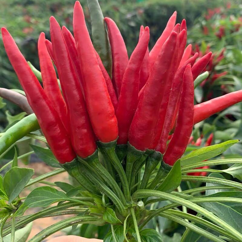 Seeds vegetables, flowers, fruits, veggies, Hobbies & Toys, Stationery