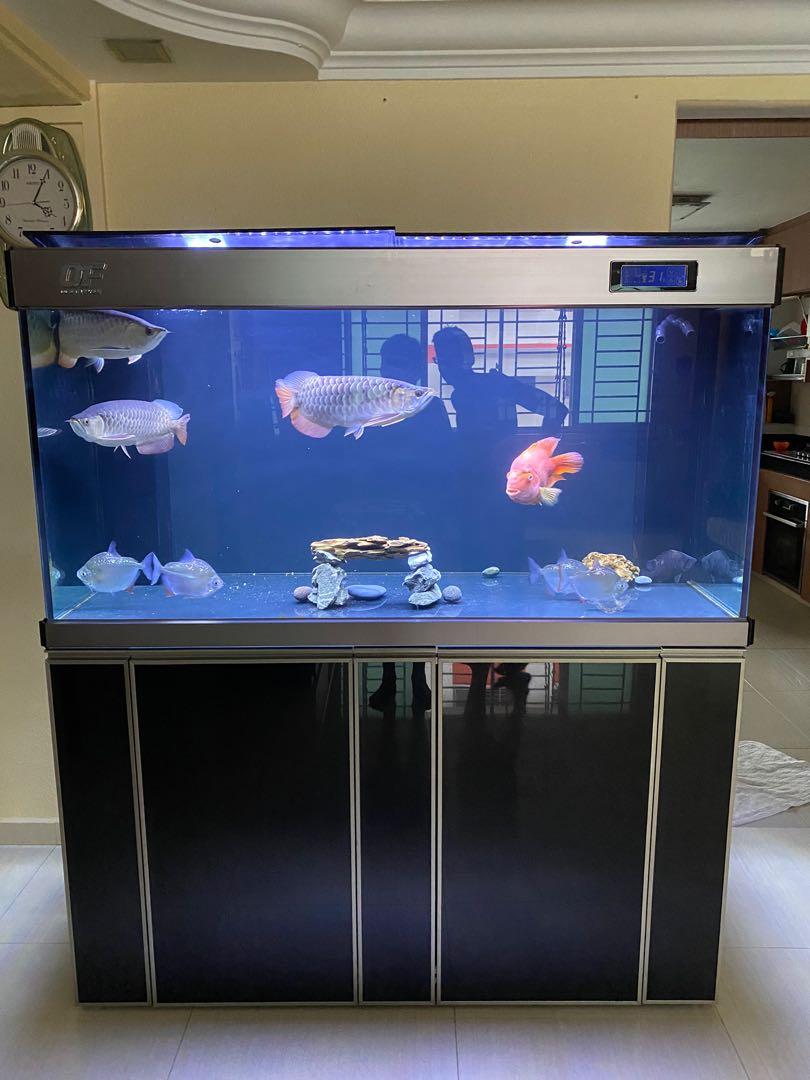 5ft cheap fish tank