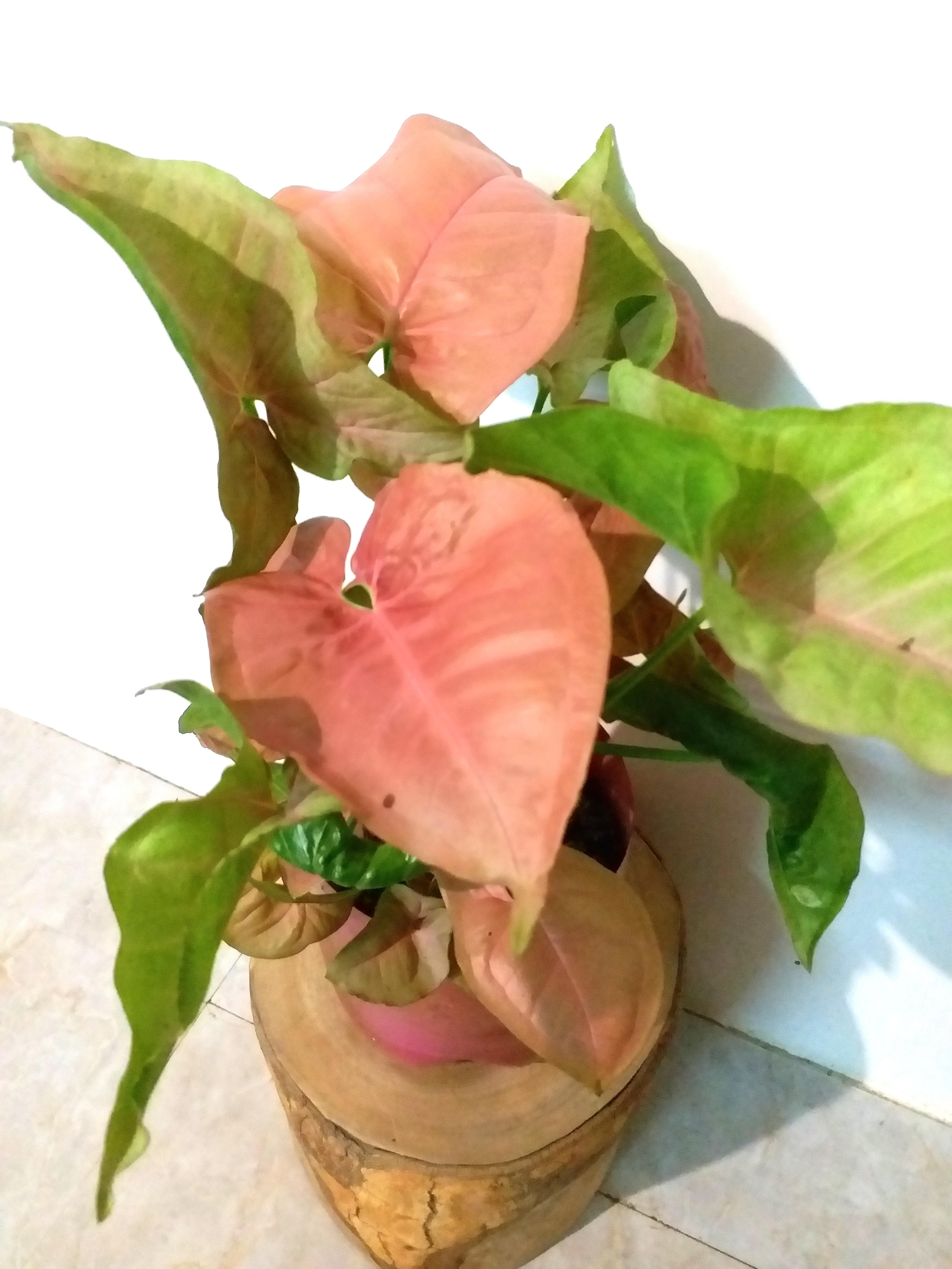 紅粉佳人合果芋可以水種觀葉植物買3送1 粉紅色葉子陰性盆栽室內種植indoor Plant Pink Leaves Gardening 傢俬 家居 園藝 盆栽 Carousell 紅粉佳人合果芋可以水種觀葉植物買3送1 粉紅色葉子陰性盆栽室內種植indoor Plant Pink Leaves Gardening 傢俬 家居 園藝 盆栽 Carousell