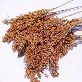 Red panicle millet spray