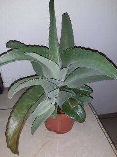 (Category: ) located in . Submitted by sumandakflower (Listing ID 1008114276, Image 1). Description: .