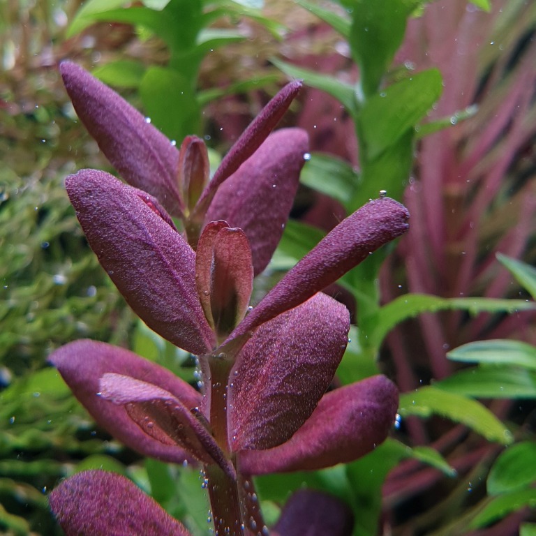 RARE: Bacopa salzmannii purple aquatic freshwater plant for fish tank