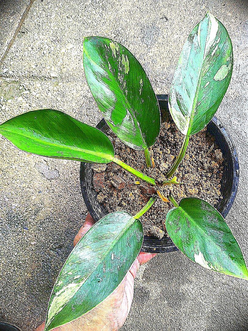 Rare Variegated Philodendron Green Congo Houseplants Home Furniture Gardening On Carousell