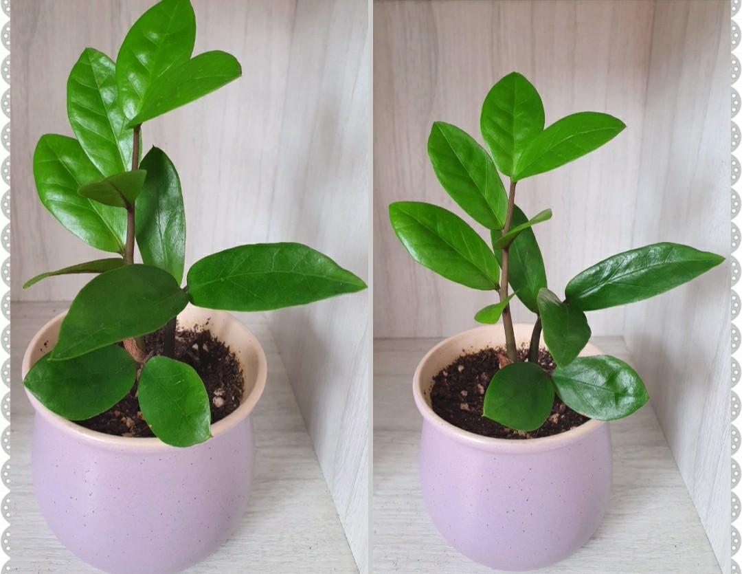 Small Zz Plant In Both Pink And Purple Ceramic Pot Gardening Plants On Carousell