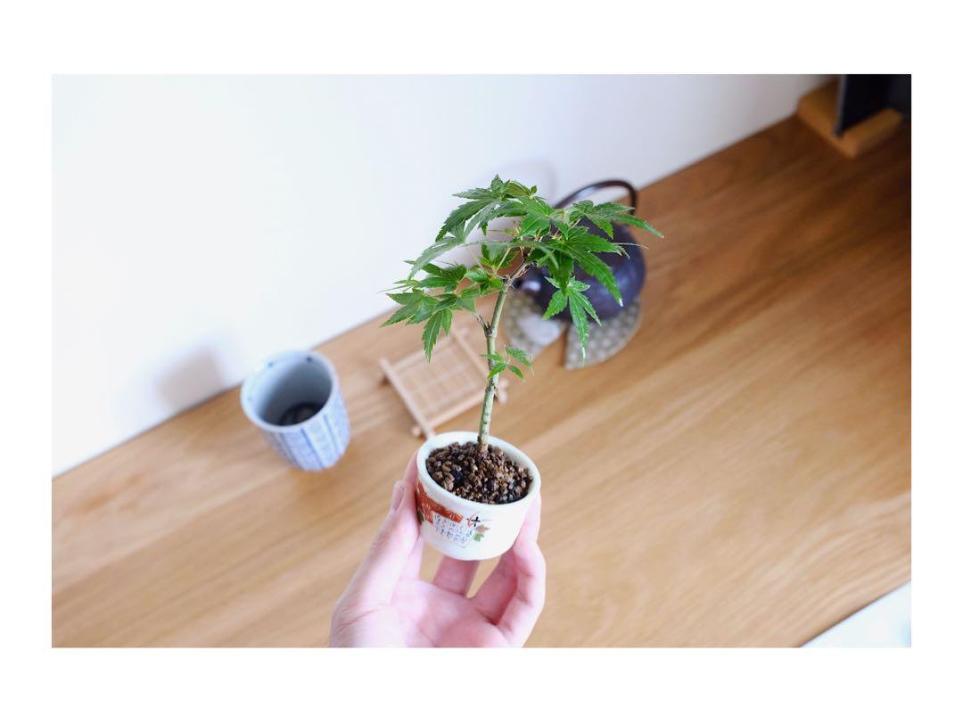 山紅葉豆盆栽楓日本小品盆栽迷你盆景辦公室植物, 傢俬＆家居, 家居裝飾