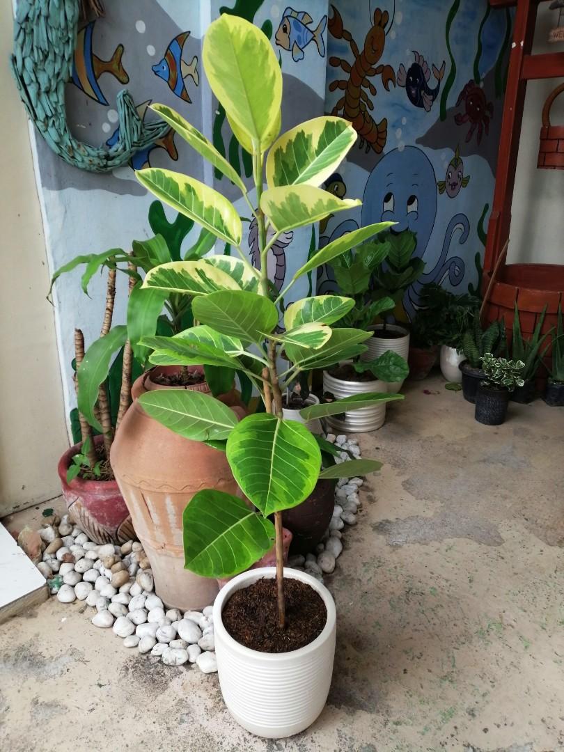 Lemon Lime Rubber Plant Add a Pop of Color to Your Home with This Easy