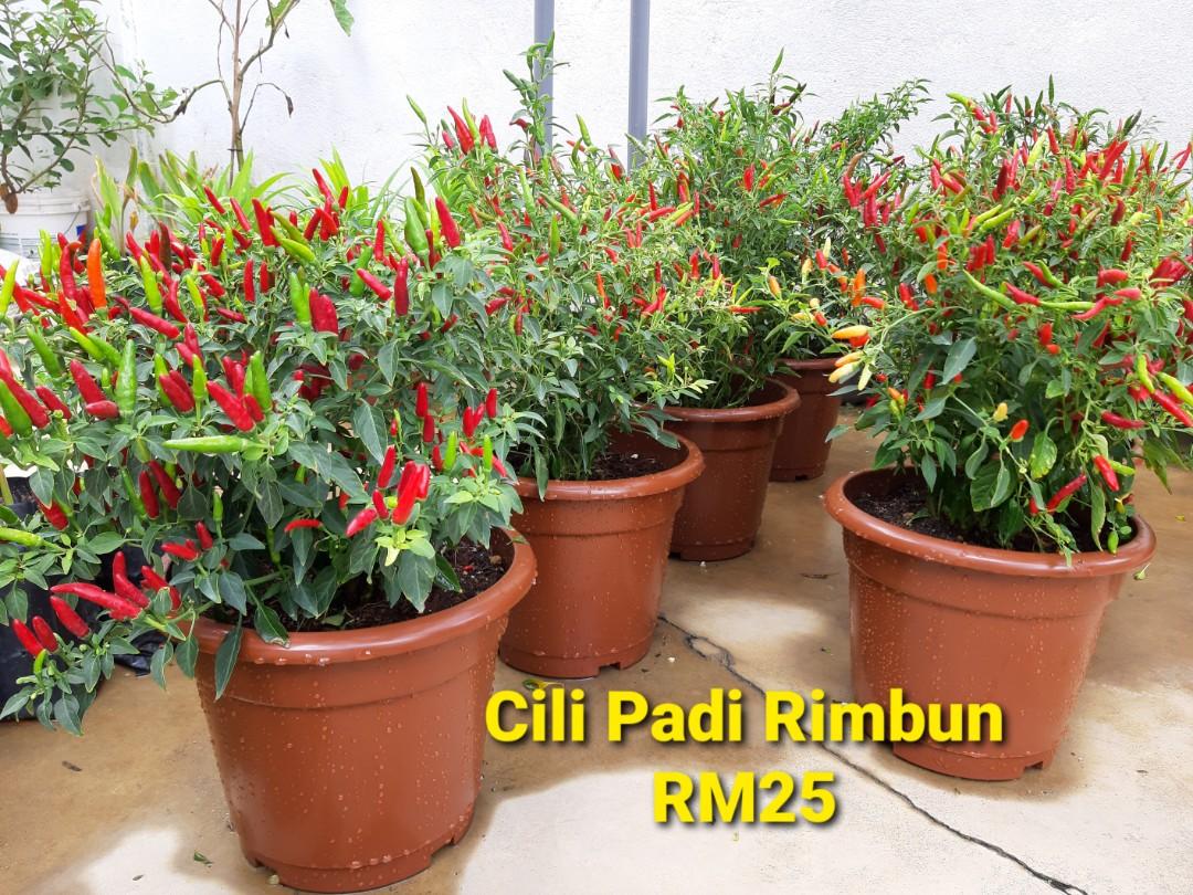Pokok Cili Padi Rimbun Home Furniture Gardening On Carousell
