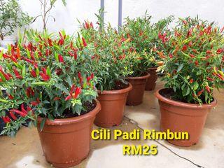 Pokok Cili Padi Home Furniture Carousell Malaysia