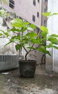 （分類：）位於 。 由 mc2019green 提交（商品編號 1008462925，圖片 1）。簡介： 。