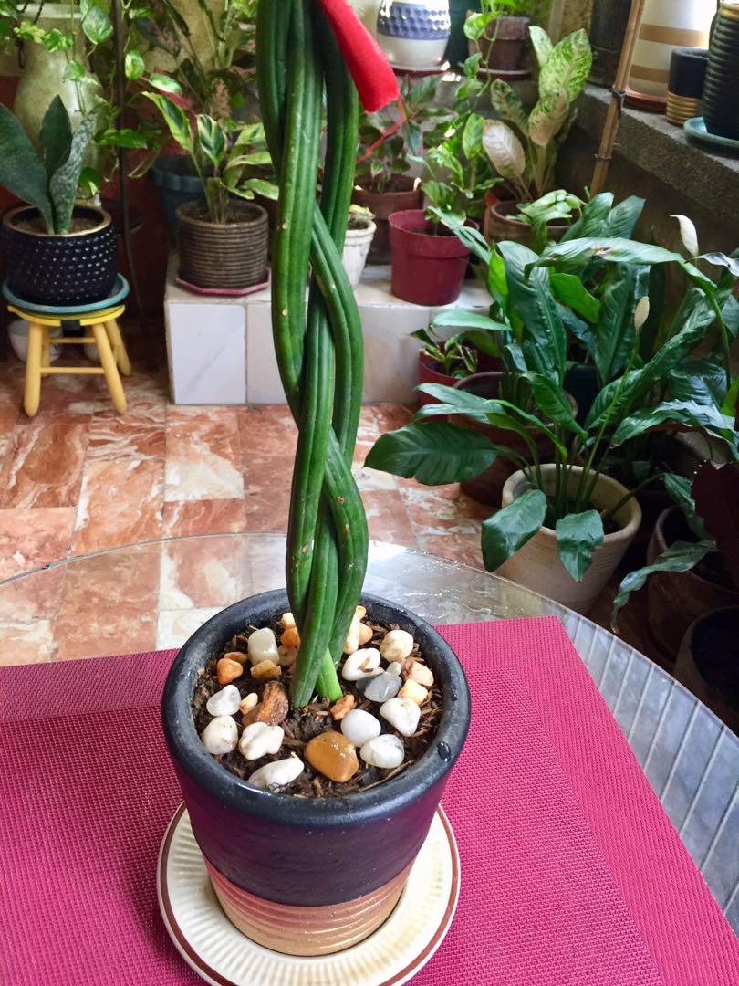 Braided Sansevieria Cylindrica In Painted Terracotta Pot Gardening Flowers Plants On Carousell,How To Grow Sweet Potatoes In A Bucket