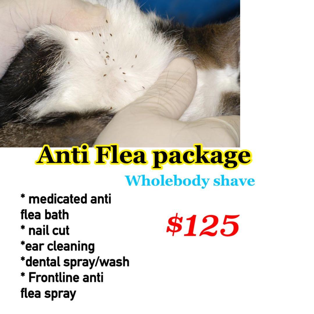 cat grooming flea bath