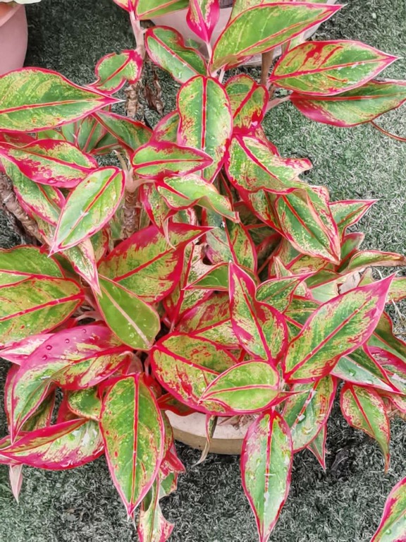 Red edge peperomia color leaves plant Can be divided into many plants