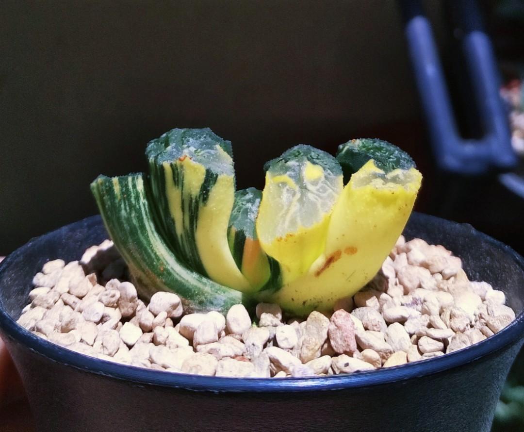 Haworthia Truncata Hokusai Variegated 6cm Pot Furniture Home Living Gardening Plants Seeds On Carousell