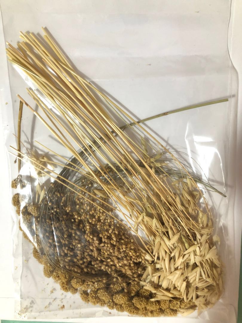 Oat sprays for hamsters on sale
