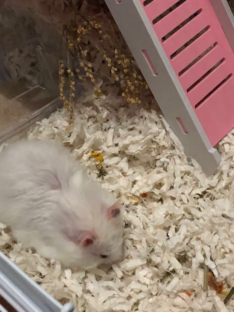 Can hamsters eat millet spray store