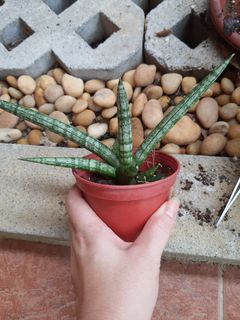 (Category: ) located in . Submitted by liz989 (Listing ID 1008528251, Image 1). Description: .