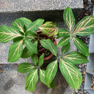 (Category: ) located in . Submitted by tiny_tropicaljungle (Listing ID 1008430028, Image 1). Description: .