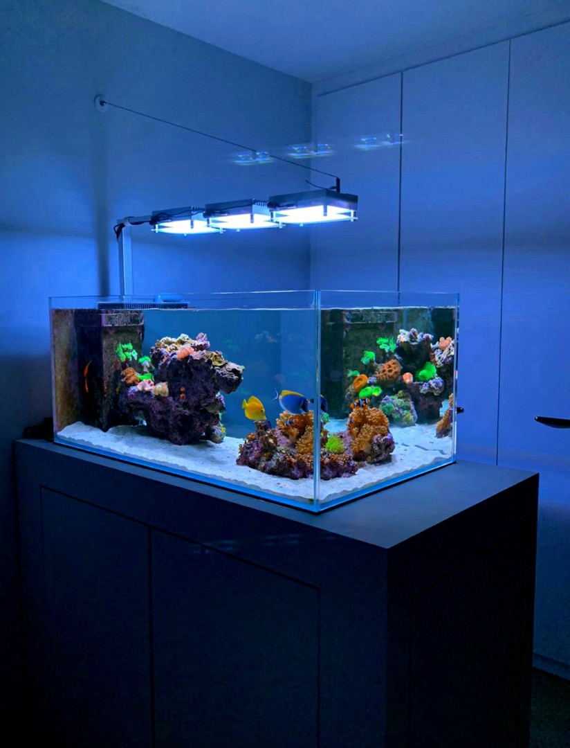 full reef tank setup