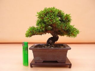 (Category: ) located in . Submitted by pan_bonsai (Listing ID 1008762456, Image 1). Description: .