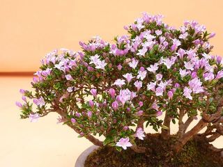 (Category: ) located in . Submitted by pan_bonsai (Listing ID 1008699784, Image 1). Description: .