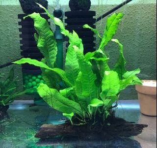 (Category: ) located in . Submitted by kwc77 (Listing ID 1008648189, Image 1). Description: .