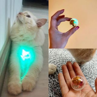 (Category: ) located in . Submitted by calico.pets (Listing ID 1008822487, Image 1). Description: .
