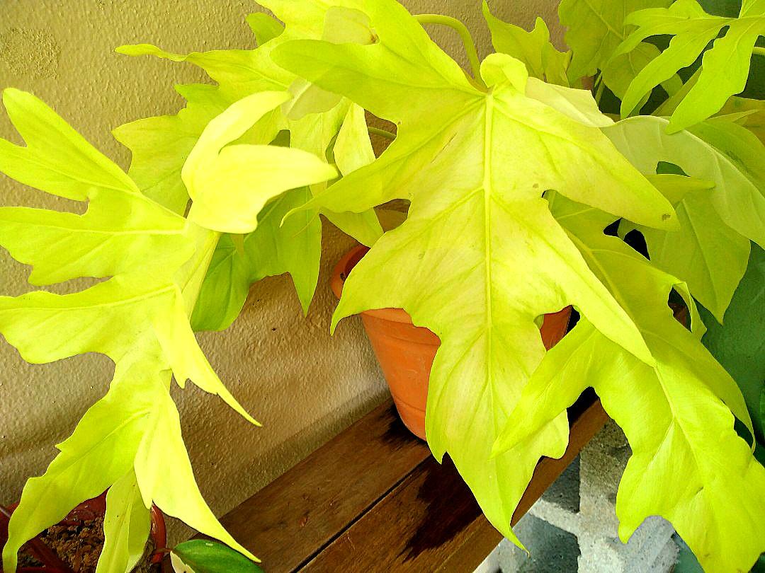 Rare Philodendron Warscewiczii Aurea Flavum Large Houseplants Home Furniture Gardening On Carousell