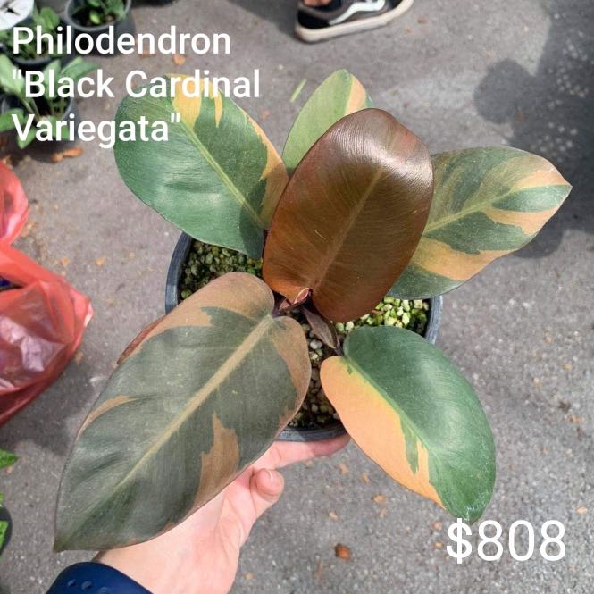 Philodendron Black Cardinal Variegata Furniture Home Living Gardening Plants Seeds On Carousell