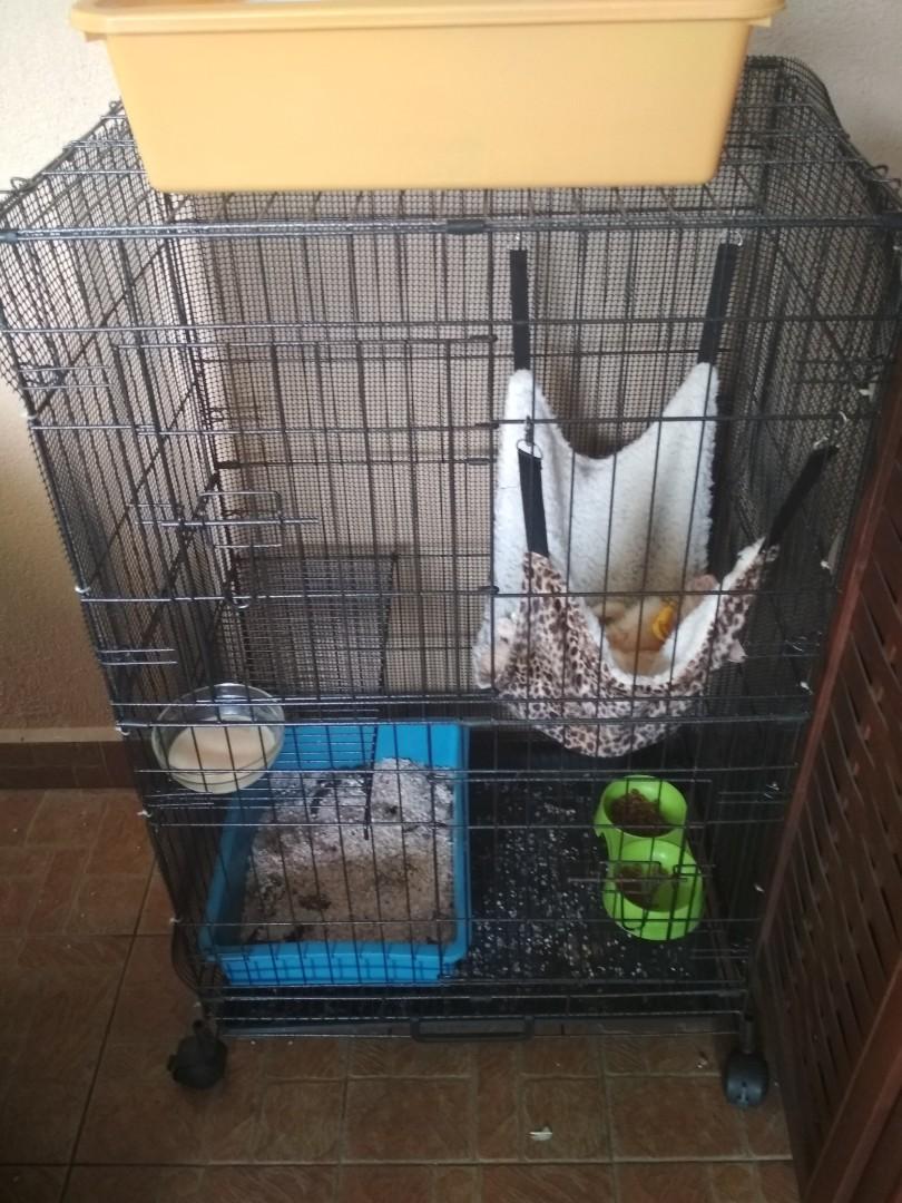 Sangkar Kucing 2 tingkat, Pet Supplies, Pet Accessories on Carousell