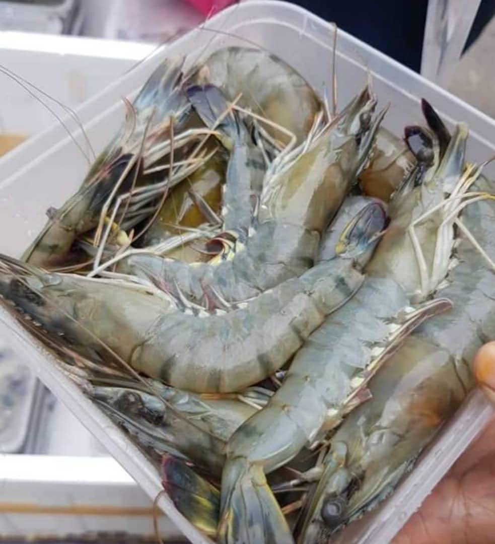 Udang Harimau Saiz Xl Segar Dari Ladang Food Drinks Food Drinks Others On Carousell