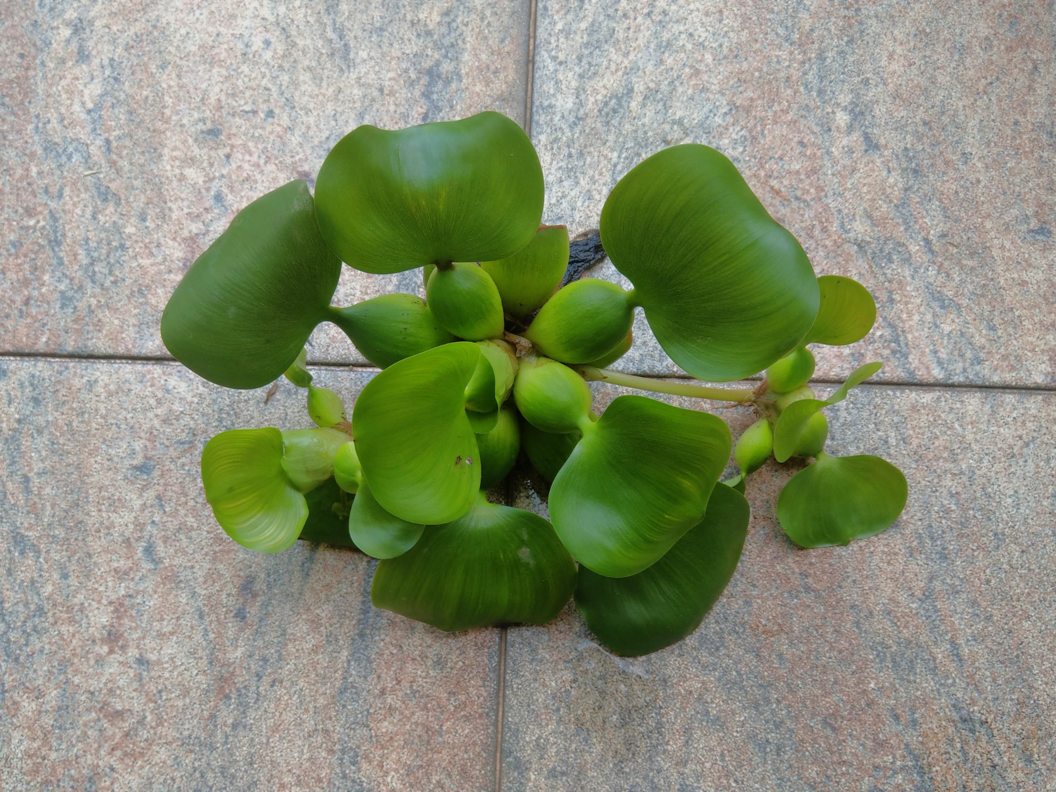 Water Hyacinth, Pet Supplies, For Fish, Fish Tank Accessories on Carousell
