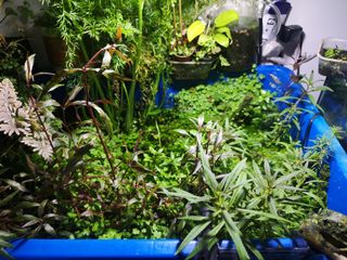 (Category: ) located in . Submitted by 321aquascape (Listing ID 1009289207, Image 1). Description: .