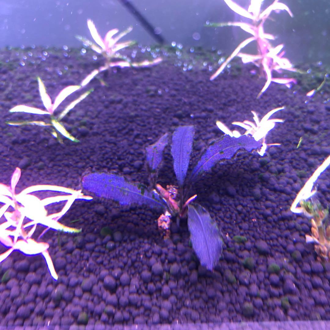 しーん sp. Brownie Ghost2011-2012 Buce Brownie Ghost 2011 : r/PlantedTank