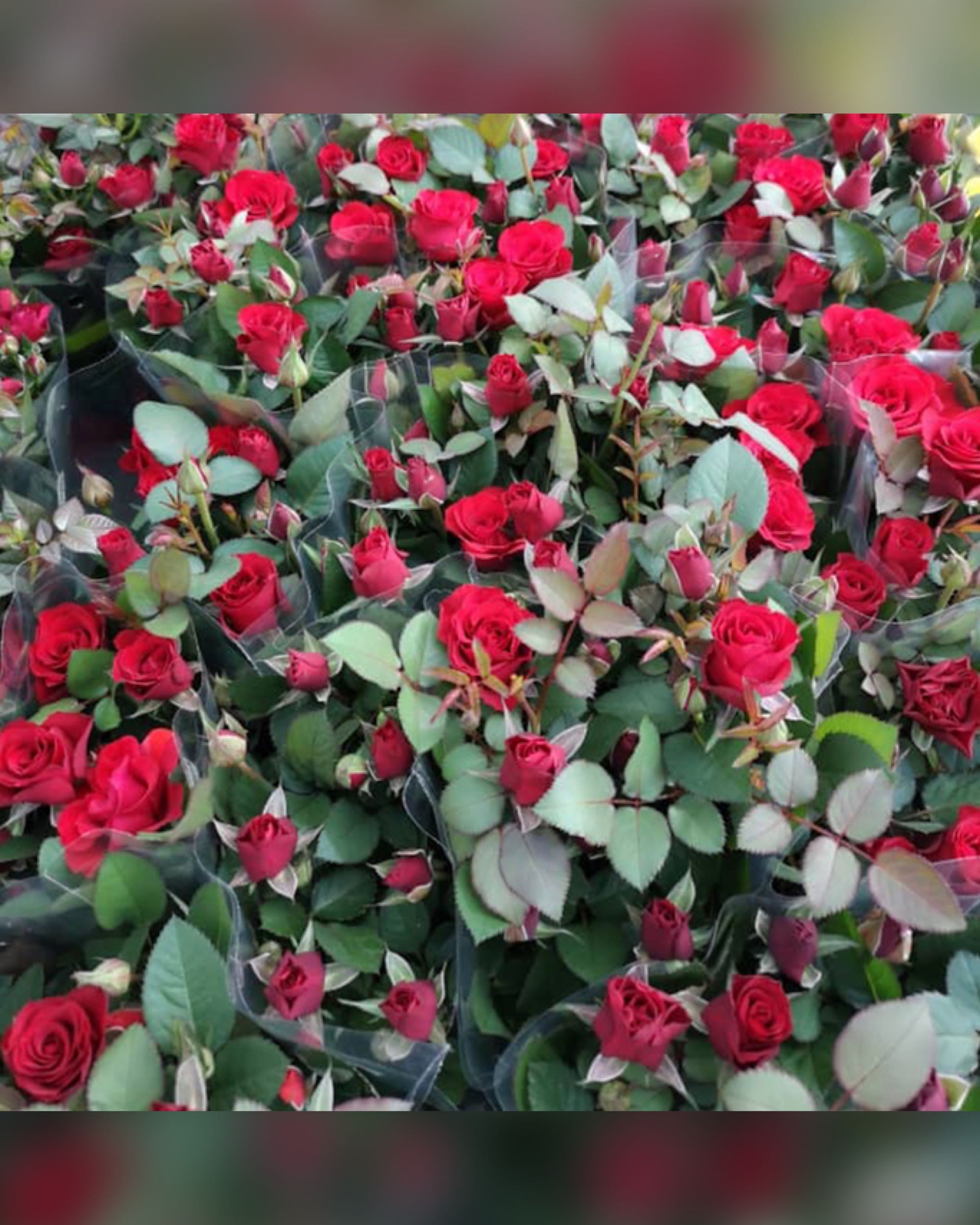 Fresh Potted Live Roses Home Furniture Gardening On Carousell