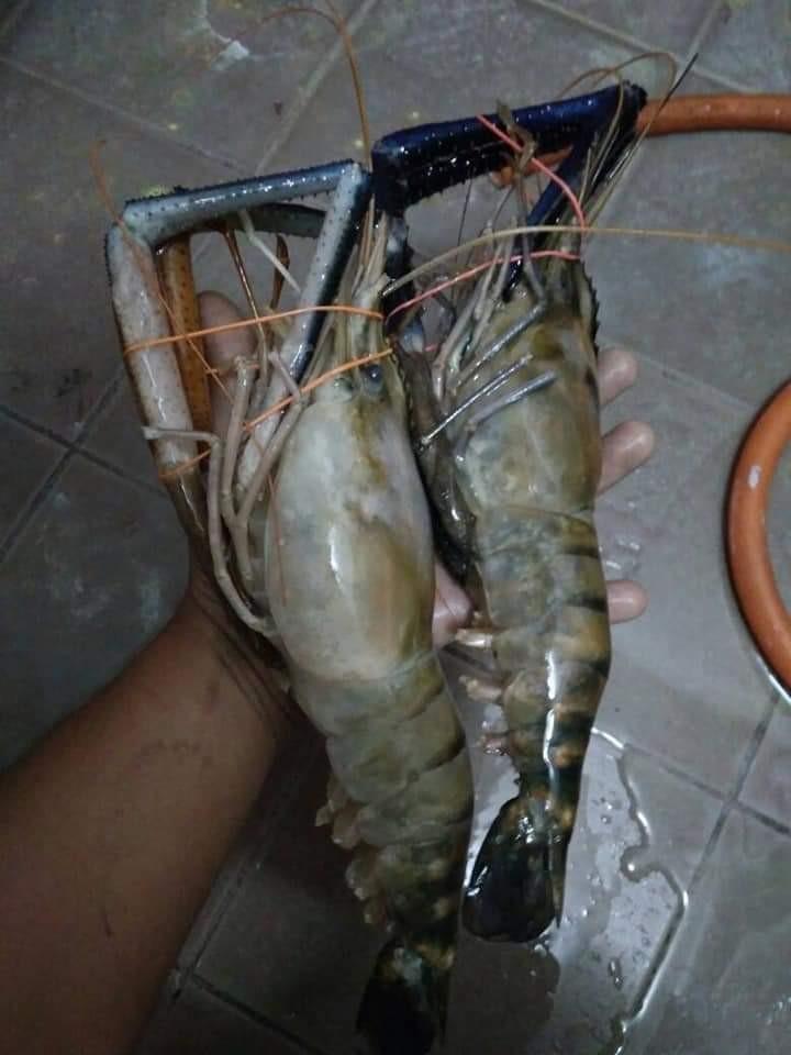 Order Harini Esok Sampai Udang Besar Gajah Everything Else Others On Carousell