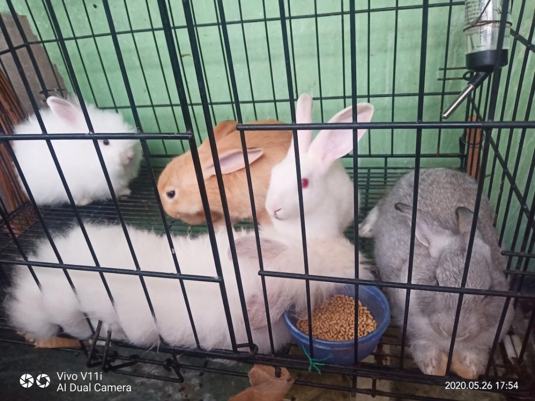 free rabbit cages near me